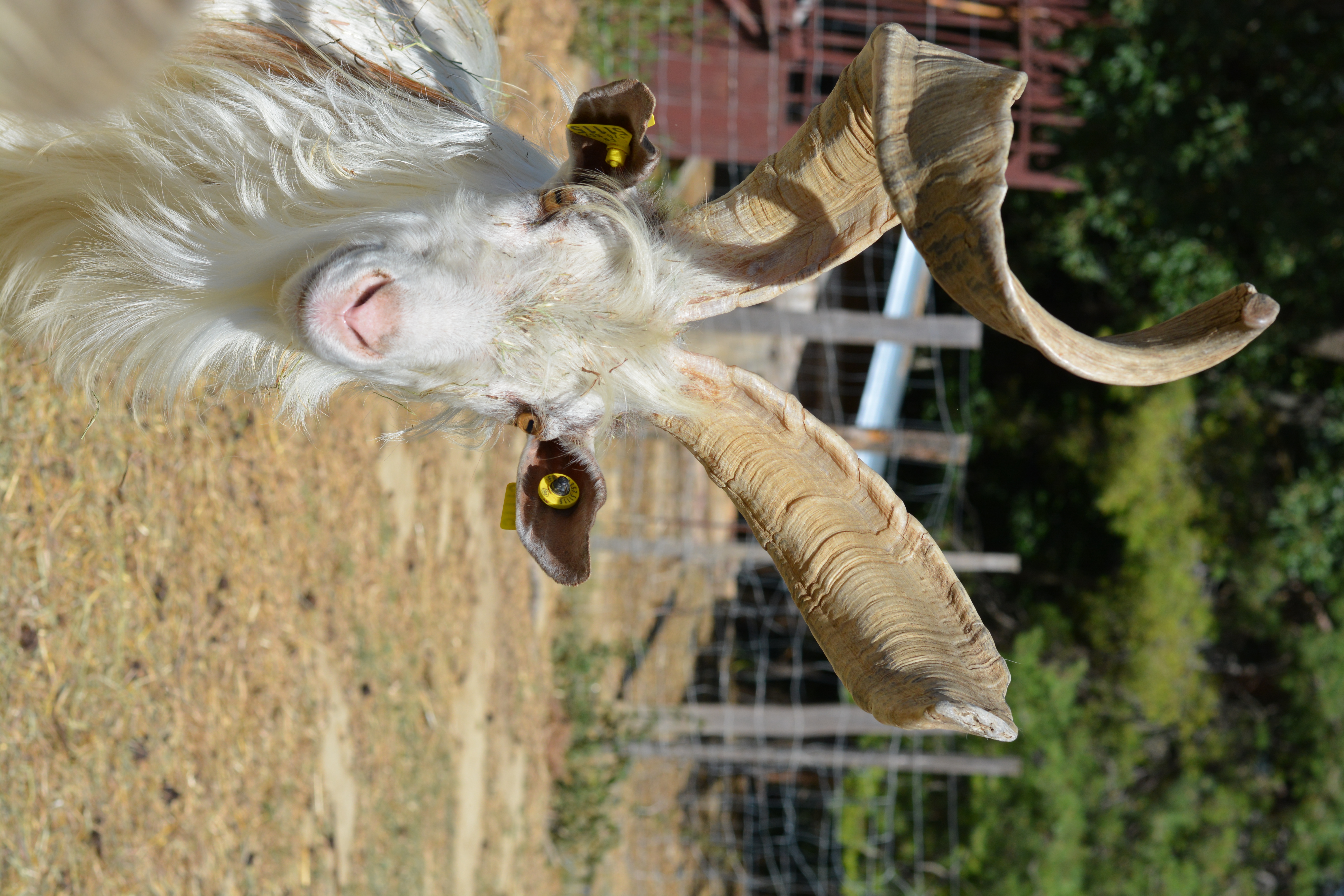 1001 cornes Parc animalier 1001 cornes