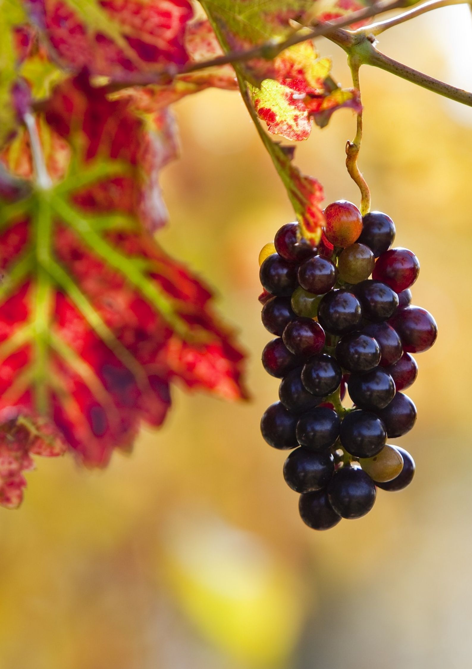 Vignobles en automne