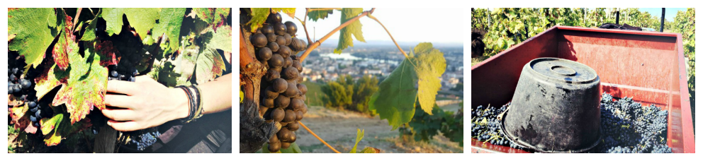 Les vendanges by Florence.png