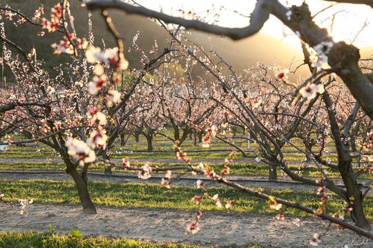 Rhone valley orchards blooming