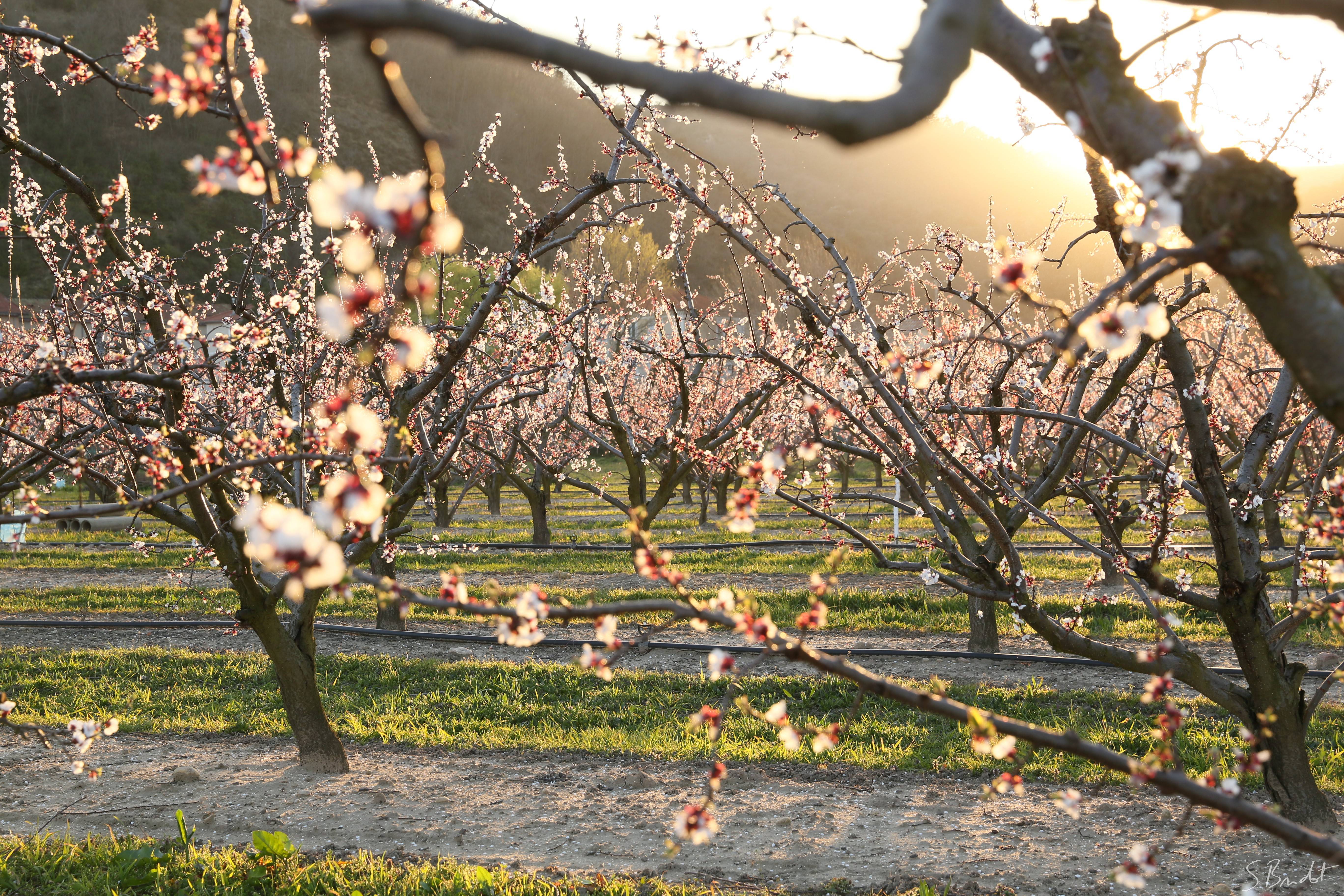 vergers en fleurs