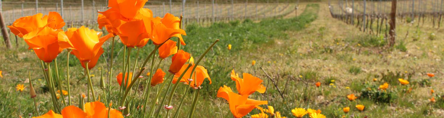 Biodiversité Michelas