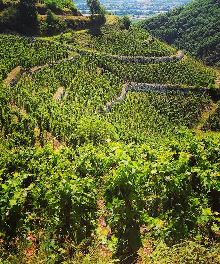 vignobles de mauves