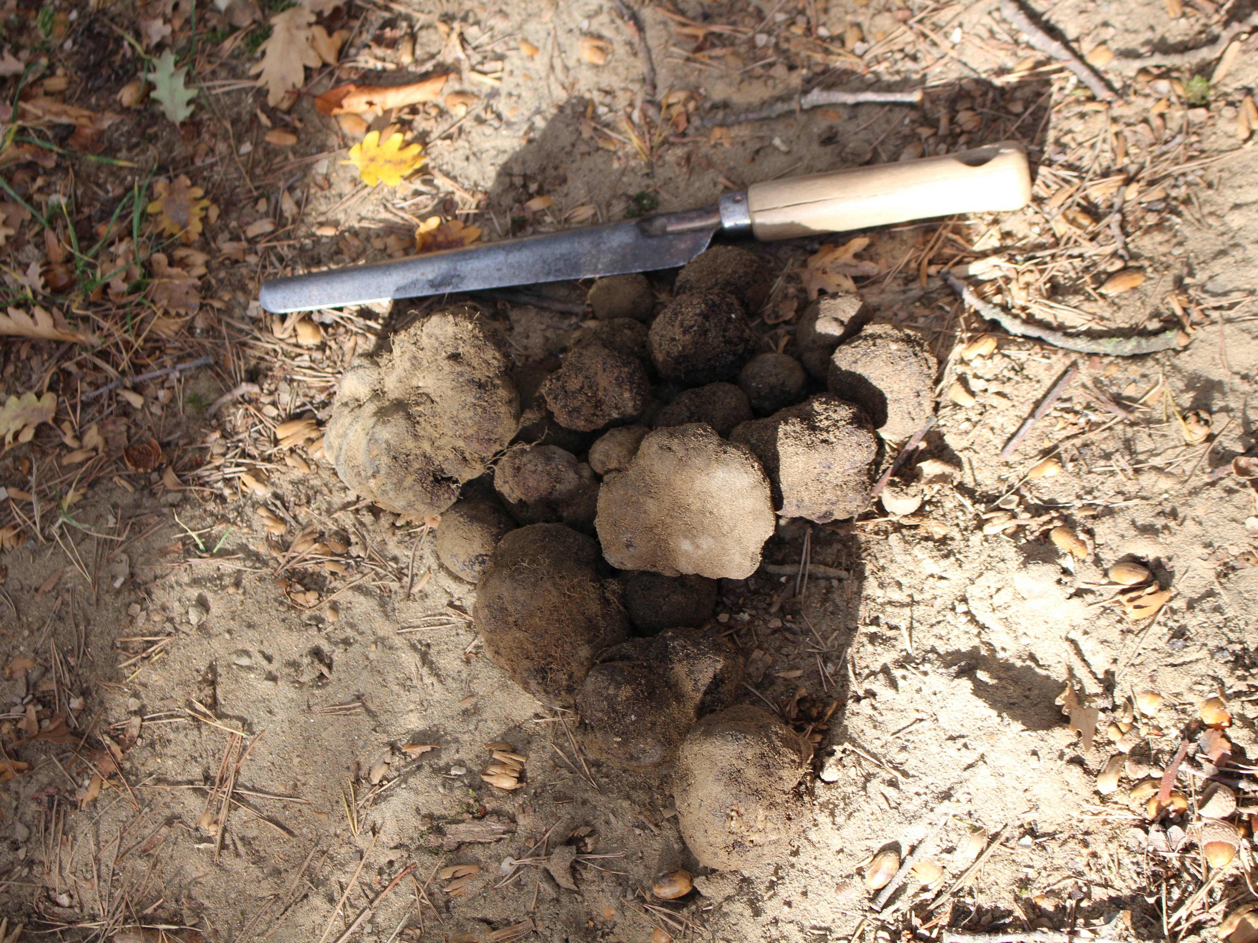 cavage en Drôme des Collines