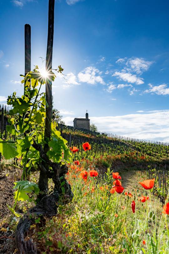 Colline de l'Hermitage