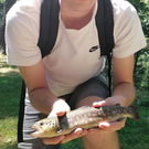 Truite poisson