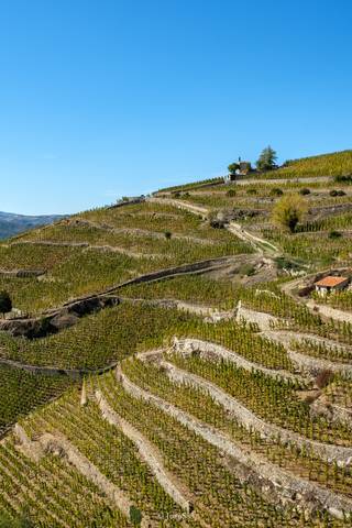 Vignobles en terrasses vallée du Rhône