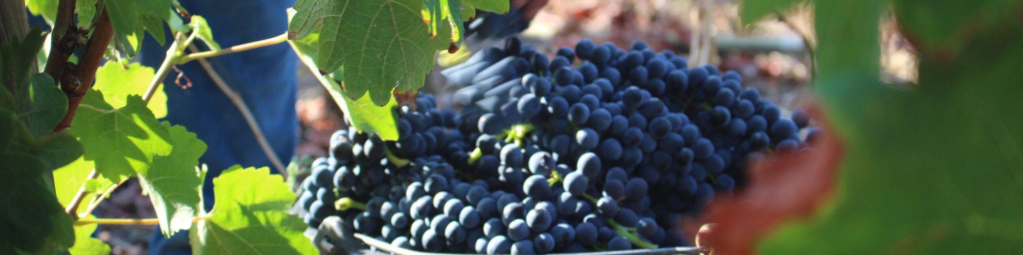 Les vignes en vendanges