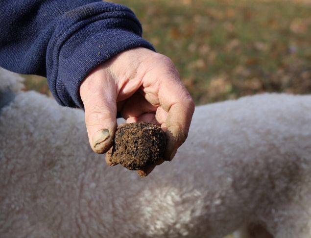 ouverture saison truffes