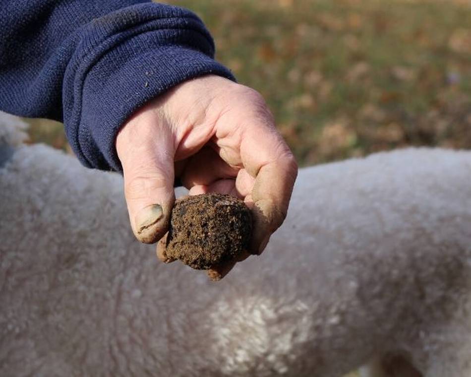 Opening of the black truffle season from Drôme des Collines
