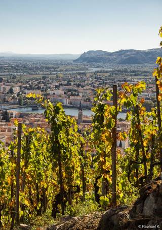 Vignobles avec vu sur le Rhône