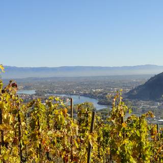 Vignes avec vue sur le Rhône