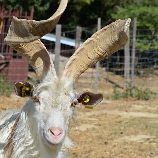 Parc animalier 1001 cornes