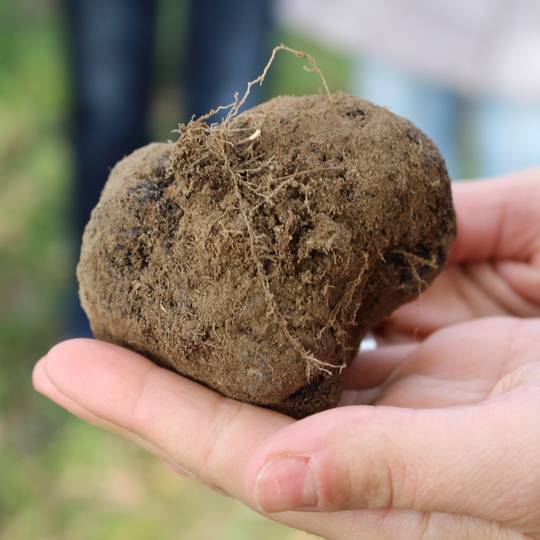 truffe