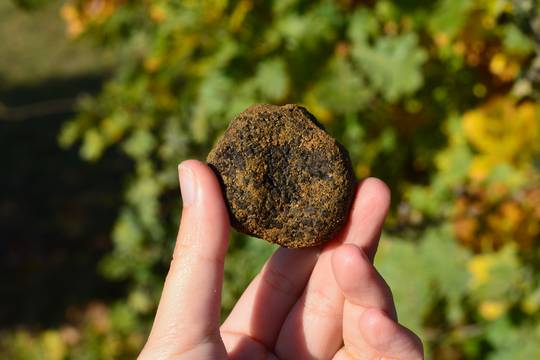 Truffes noire de la Drôme des Collines