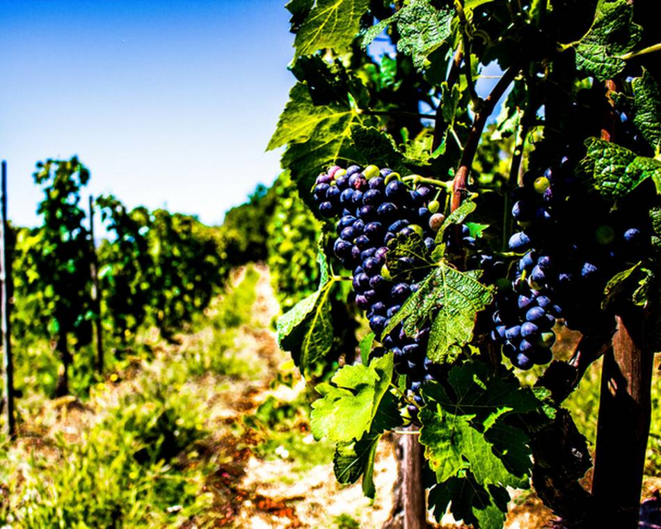 Les vignobles de la Vallée du Rhône.