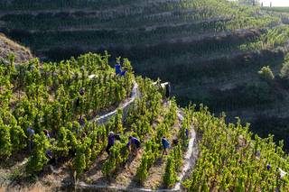 The Hermitage vineyards slopes by the Cave de Tain