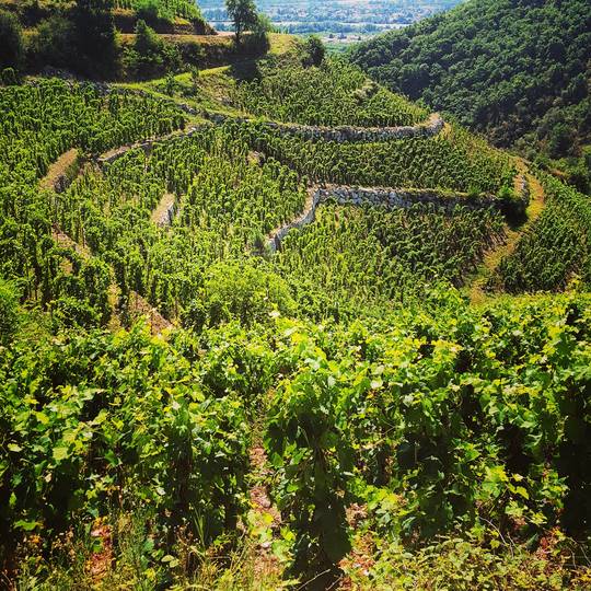 Vignes en terrasses