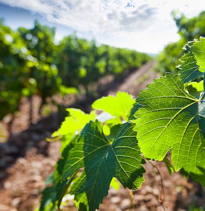 Autour de nos vignobles