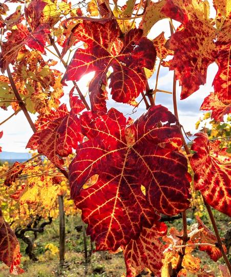 Détours en Vignes: 