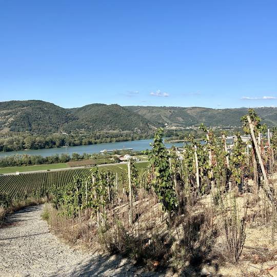 chasse au trésor dans les vignes en Ardèche Hermitage