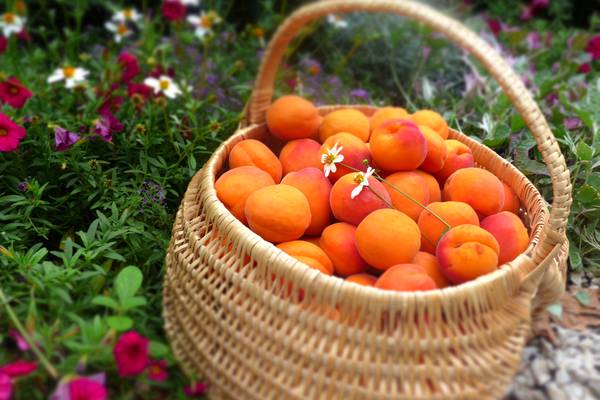 Abricots
