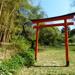 nénuphar du jardin zen