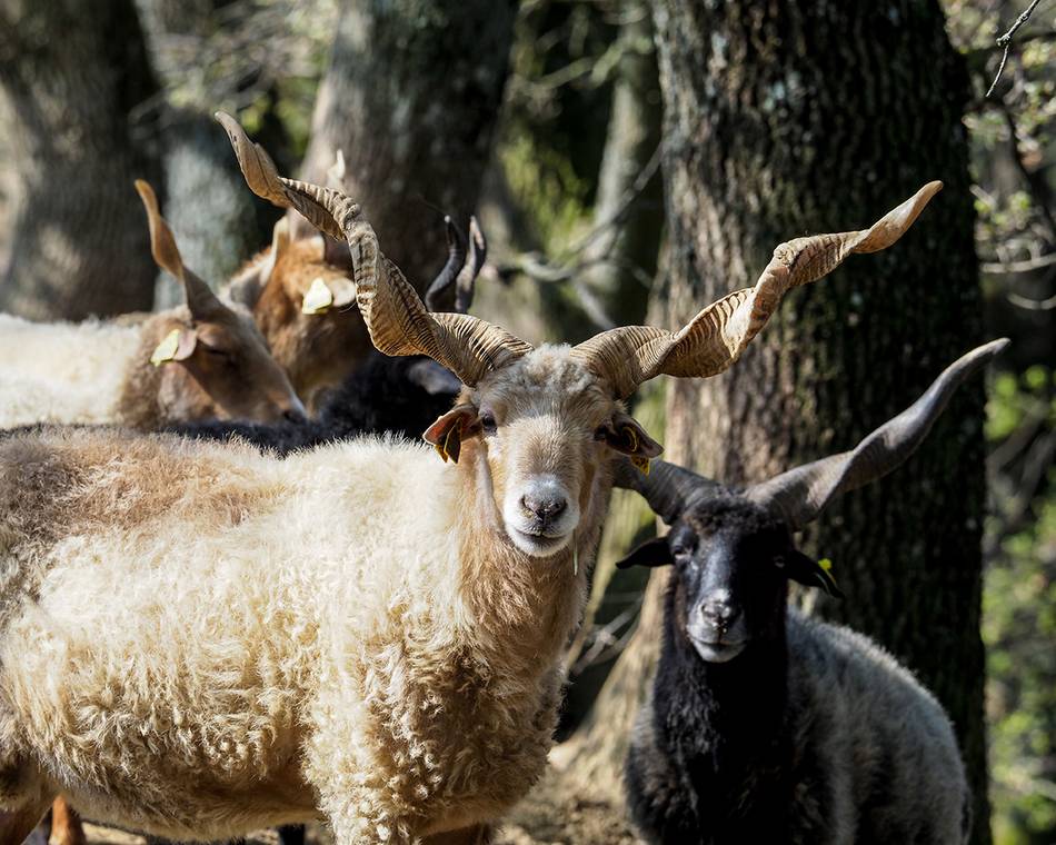 Le parc 1001 cornes fête ses 20 ans