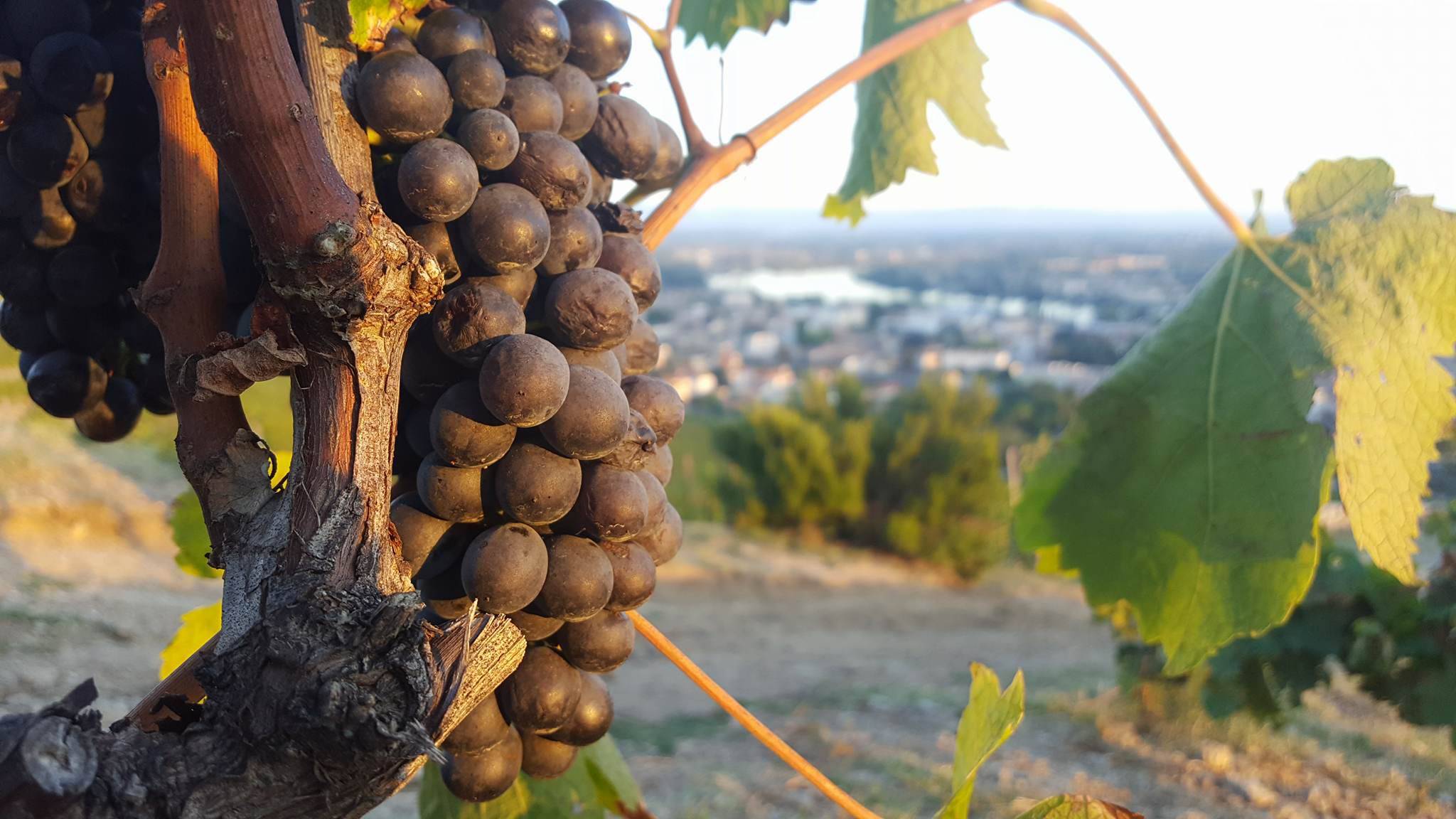 Syrah Bay und Rhonetal