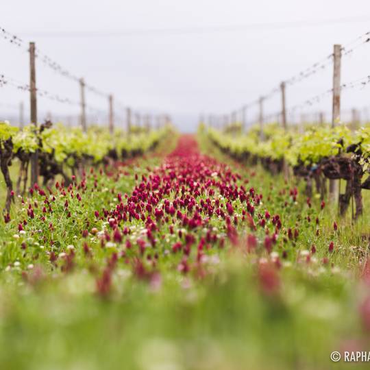 Vignobles vallée du Rhône