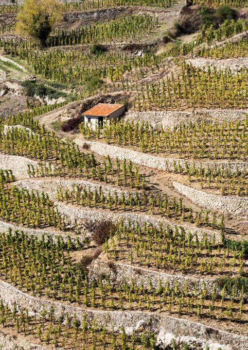 Vignobles en terrasse