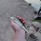 Sandre poisson