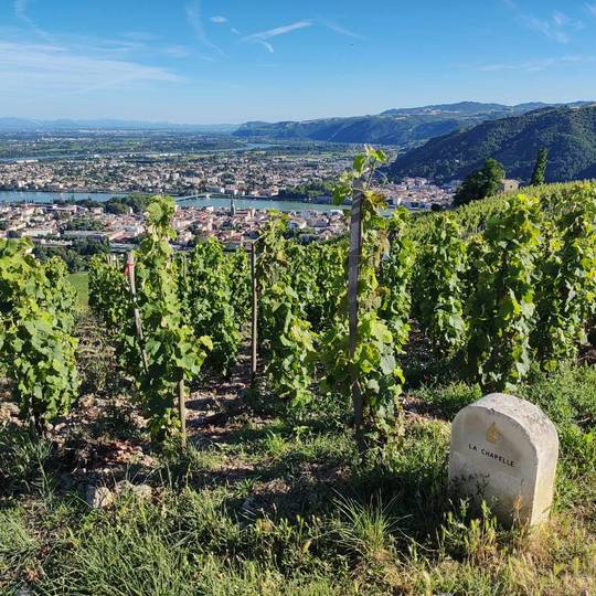 Hike Tournon sur Rhône and Tain l'Hermitage