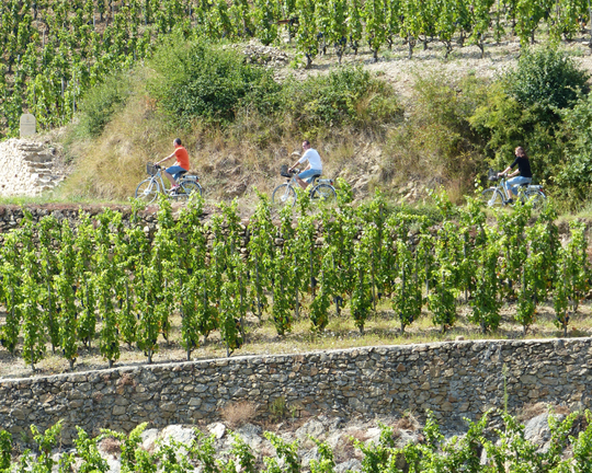 Vélo à assistance électrique dans les vignes