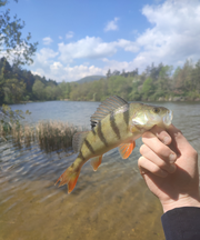 pêche perche