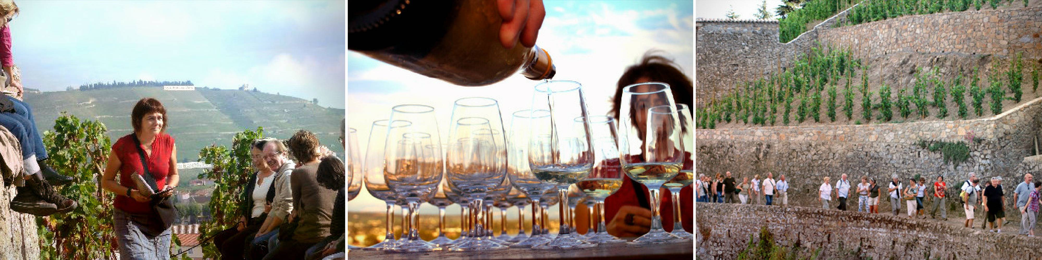 Visiter les vignobles de Saint Joseph