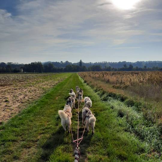 Chiens de traineaux Triskel wolf Lenada