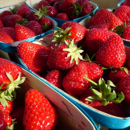 fraises bio Ardèche Hermitage
