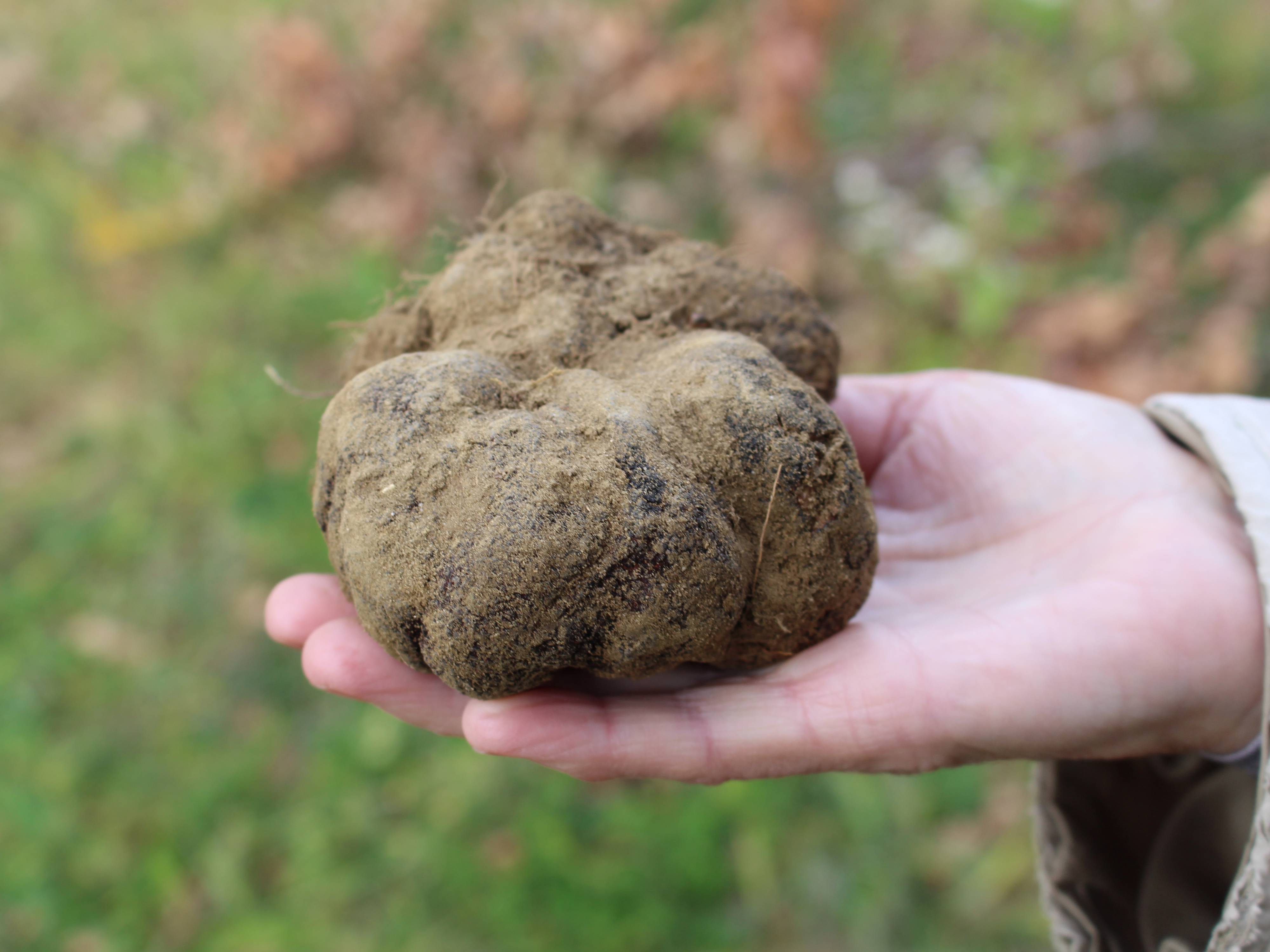 truffe noire la Drôme des Collines