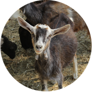 Vélorail des gorges du Doux en famille