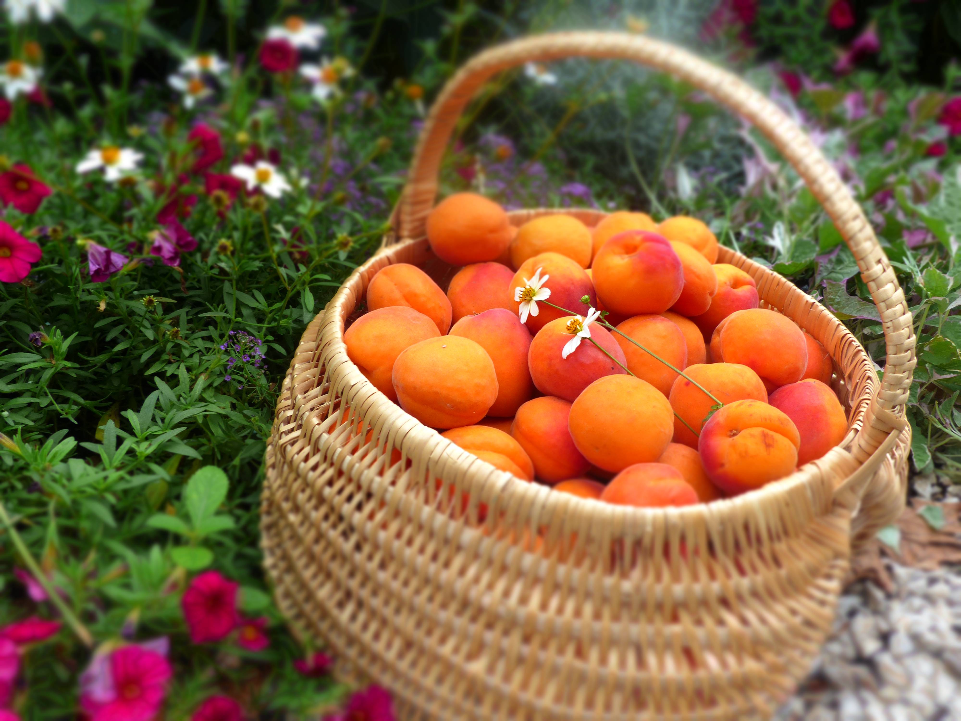 Abricots de la vallée du Rhône