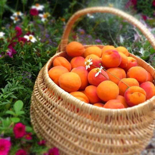 Abricots de la vallée du Rhône