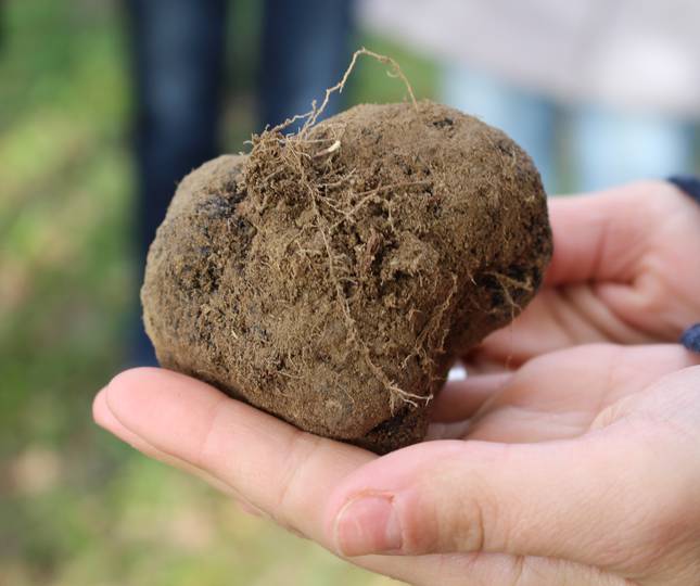 <h2>Discover the local black truffles:</h2>