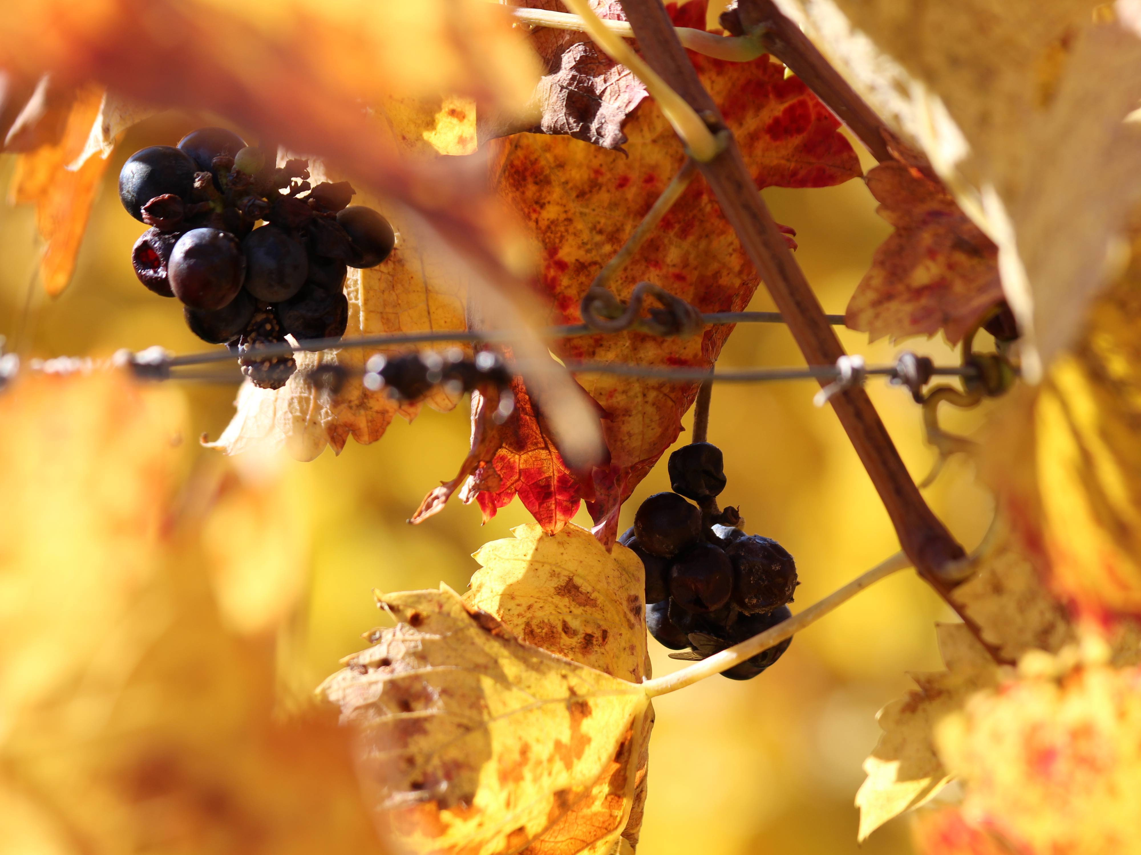 couleurs d'automne @ Sido (4).JPG