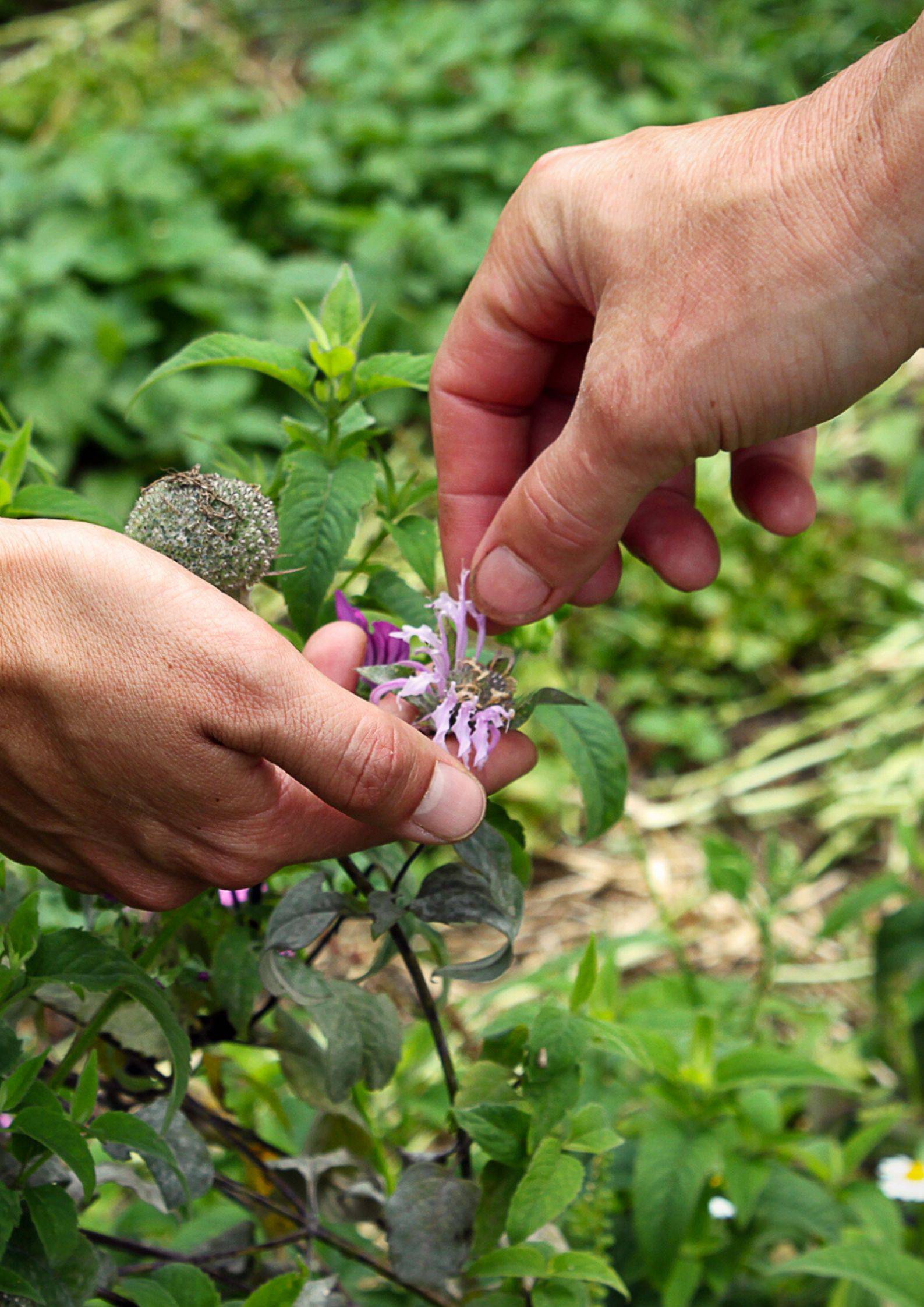 balade plantes sauvages avec la Bardane