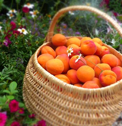 image-la-maison-gobert-quatre-generations-de-passion