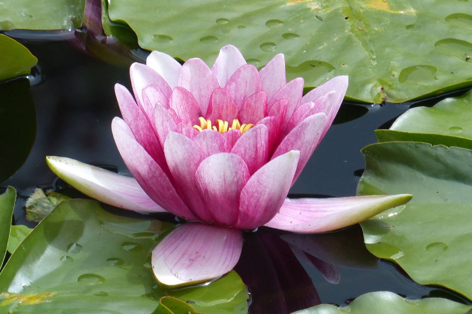 Jardin Zen d'Erik Borja