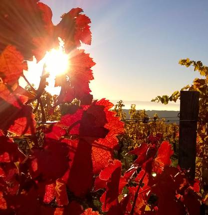 Les vignobles de la Vallée du Rhône en automne