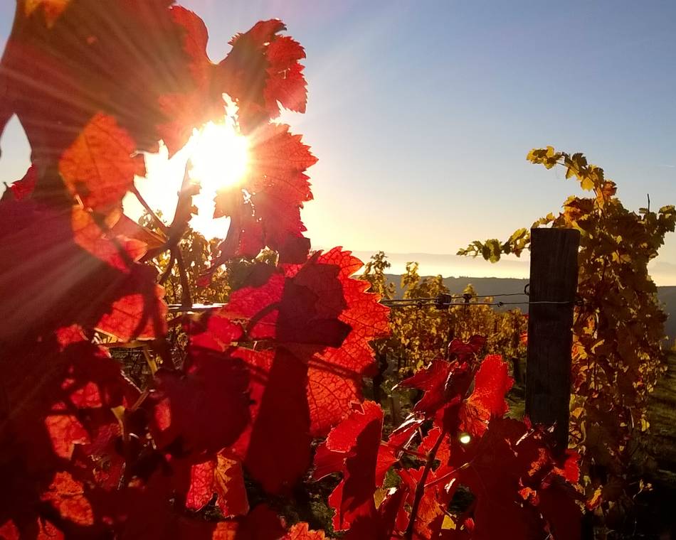 Les vignobles de la Vallée du Rhône en automne
