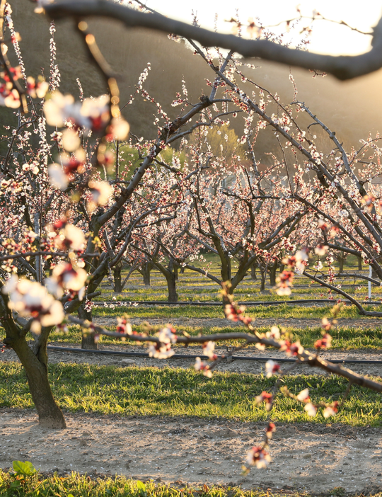 vergers en fleurs